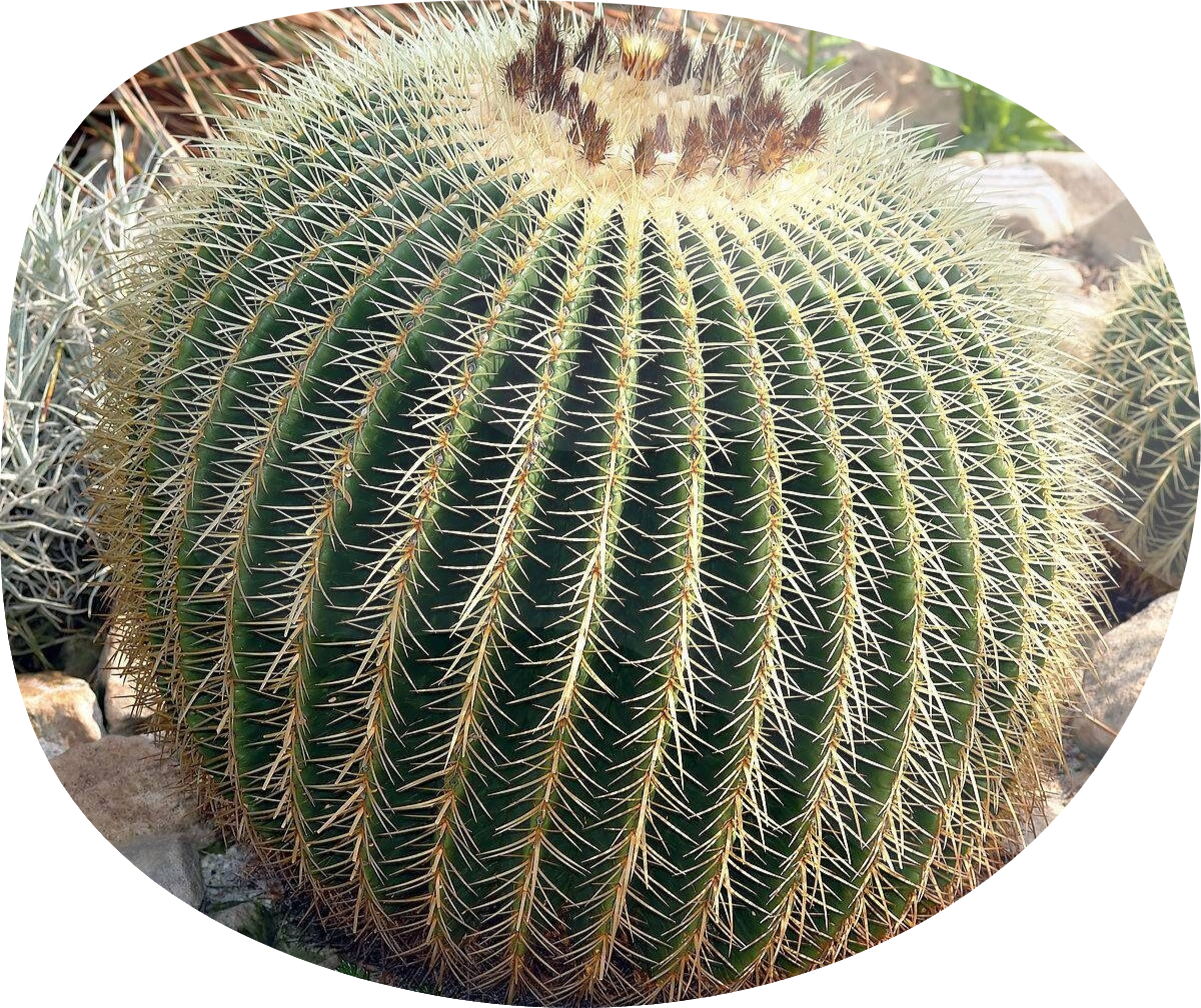 Agriculture
