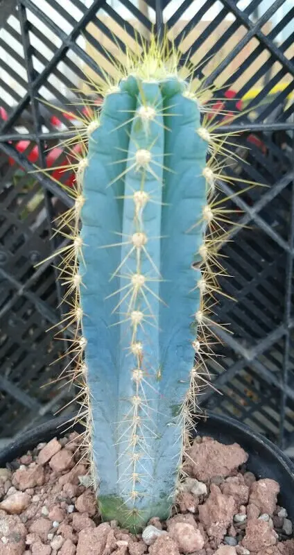 blue torch cactus
