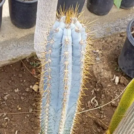 buy blue torch cactus