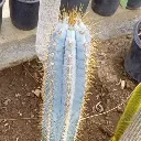 buy blue torch cactus