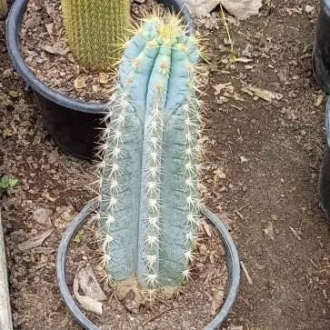 Brazilian cactus