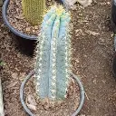 Brazilian cactus
