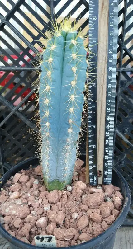 buy Brazilian cactus