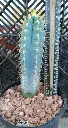 buy Brazilian cactus
