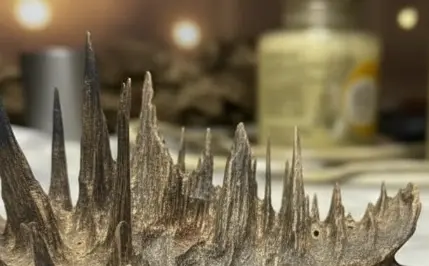 MiYA Complete Agarwood Range