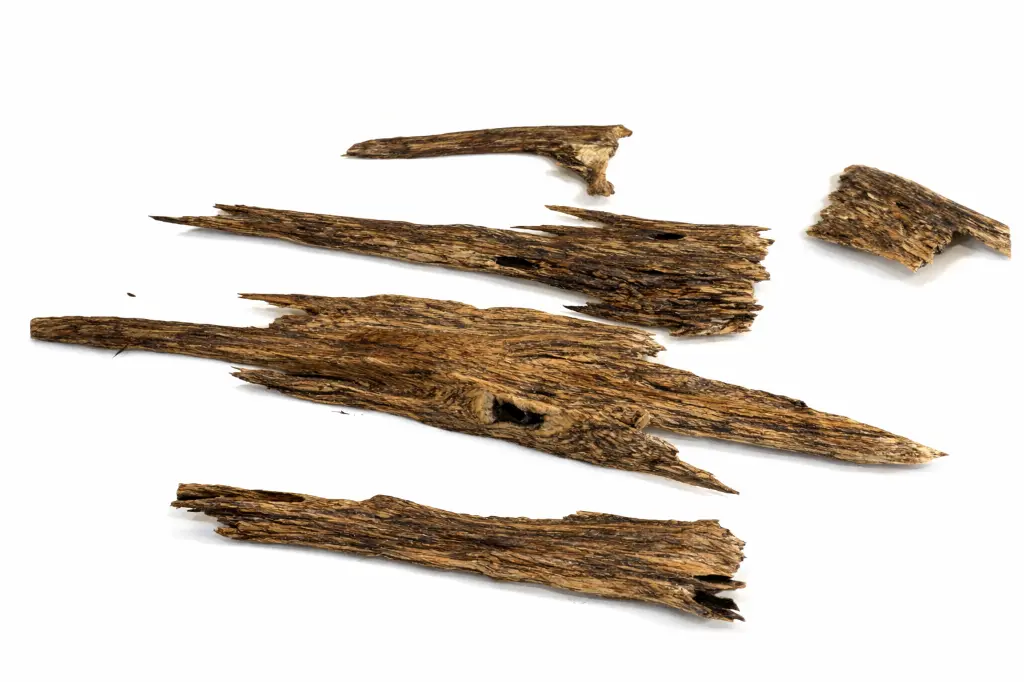 Purchase wild Tripura Oudh