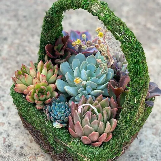 Buy Succulent Basket