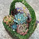 Buy Succulent Basket