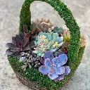 succulent basket