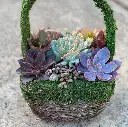 buy succulents online