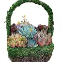 indian succulents