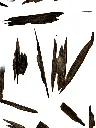 buy agarwood muri