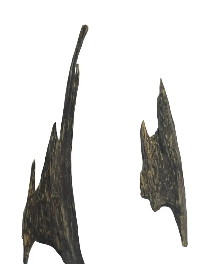 visa muri agarwood