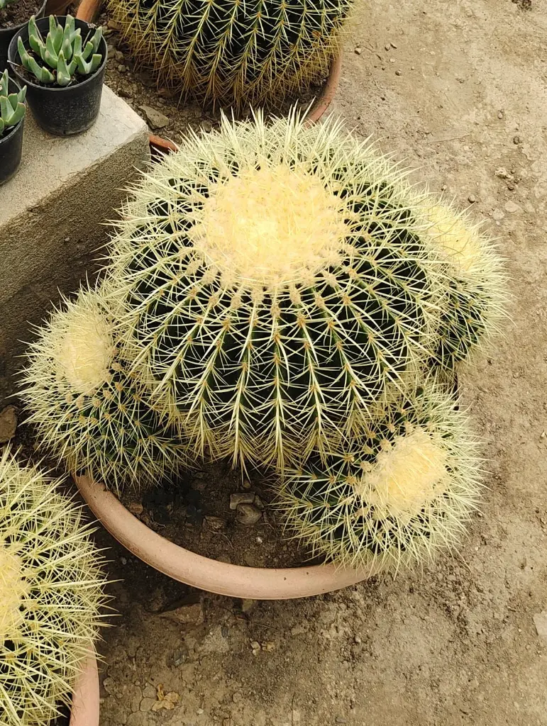 il_fullxfull.4219284029_q9zo (1).webp