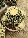 il_fullxfull.4219284029_q9zo (1).webp