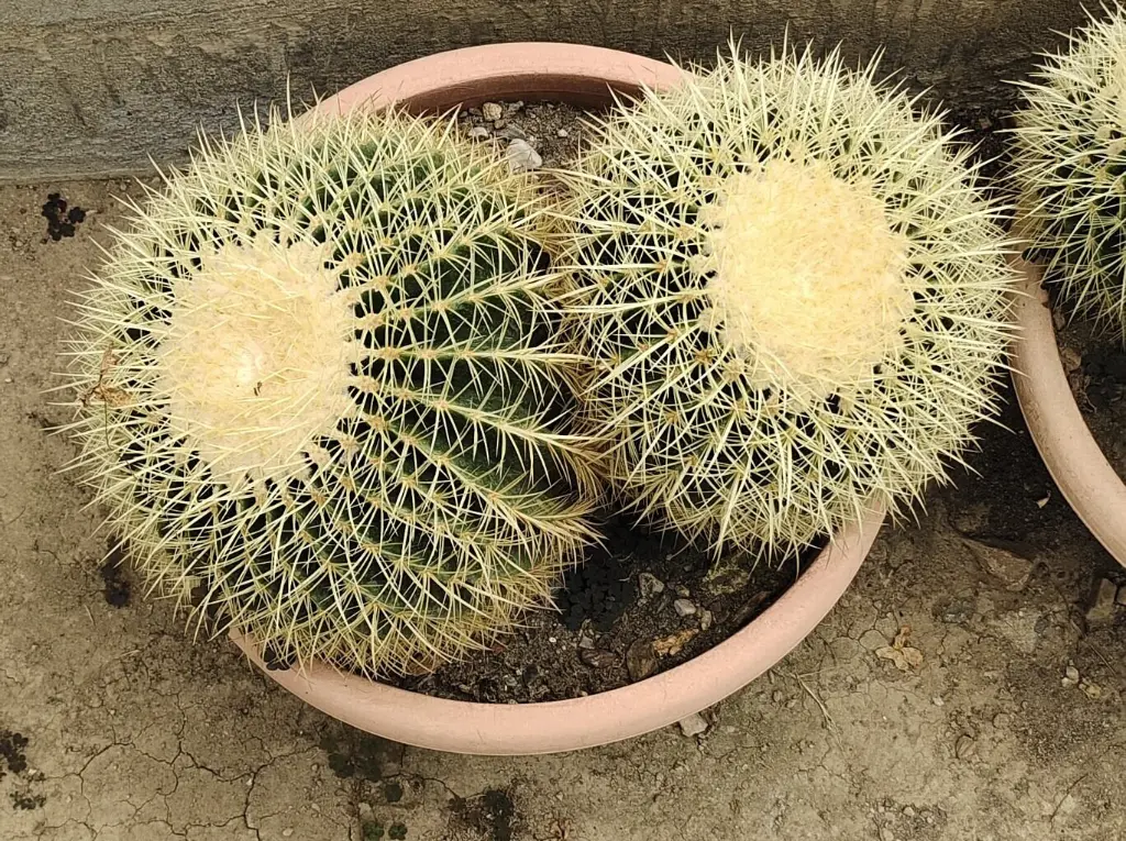 il_fullxfull.4219283193_ds5d (1).webp