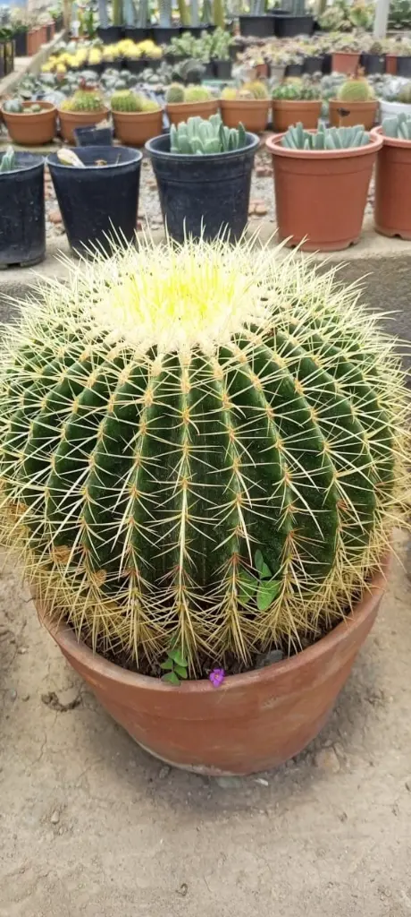 il_fullxfull.3972960209_3p1c (1).webp