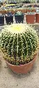 il_fullxfull.3972960209_3p1c (1).webp