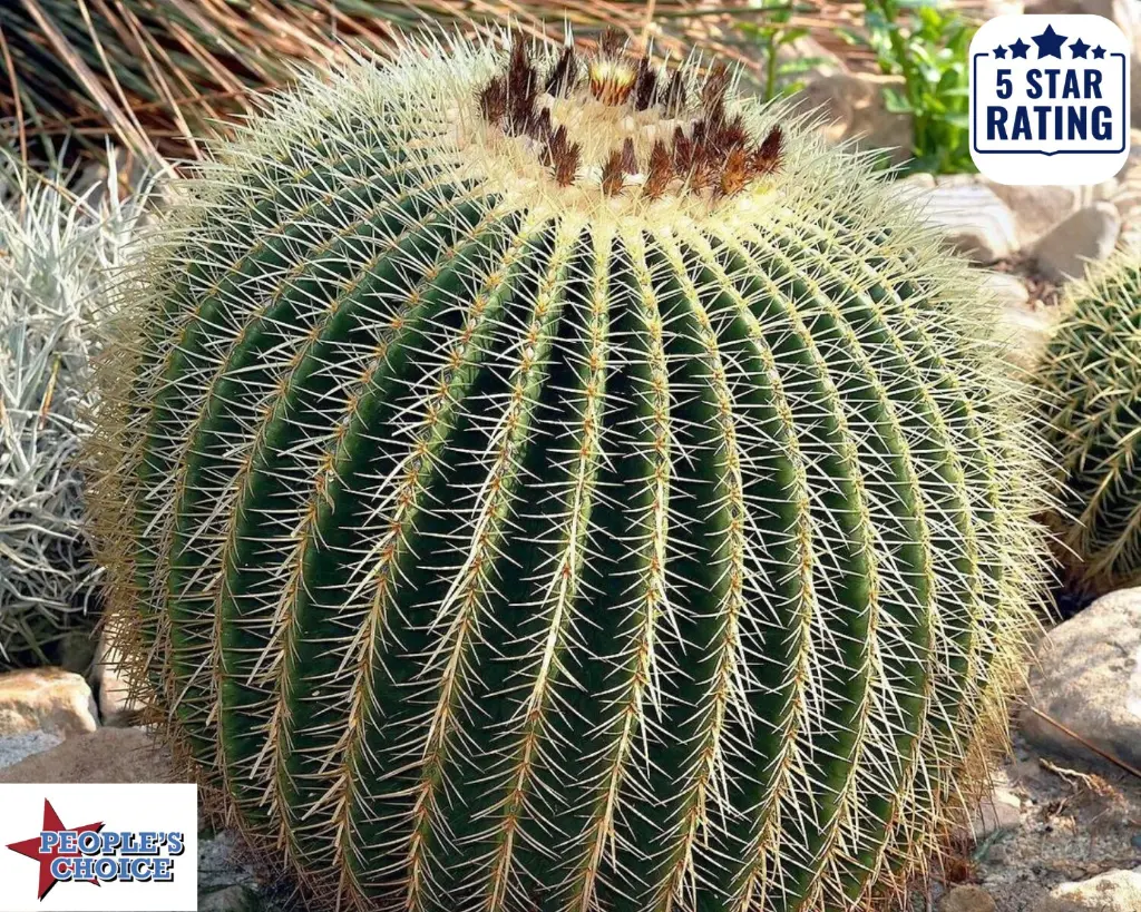 il_fullxfull.4419018134_hha8 (1).webp