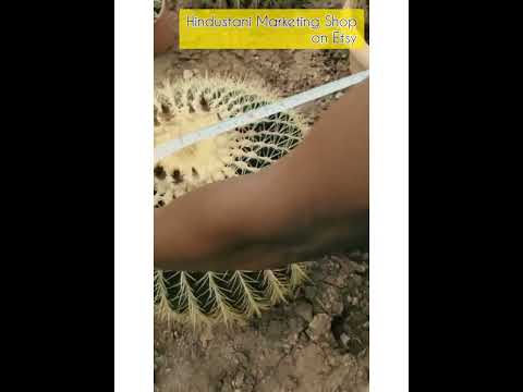 XXL Ultra Big - Golden Barrel Cactus