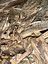 jhura agarwood oud chips