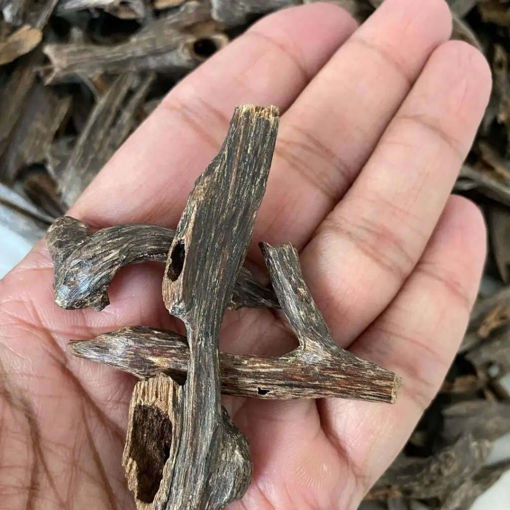 nagaland agarwood oud