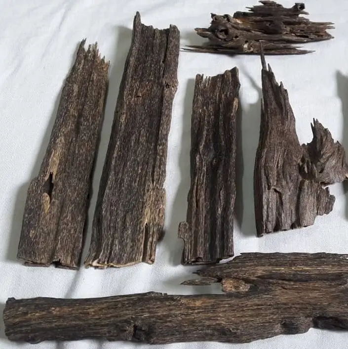 nagaland oudh