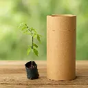 Agarwood Oud Tree Live Plant (Aquilaria Agallocha) – Rare Oudh Wood Sapling for Home & Garden | Air Purifying, Ornamental & Fragrant Plant