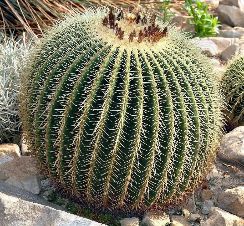 XXL Ultra Big - Golden Barrel Cactus | Echinocactus Grusonii | Kroenleinia