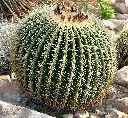 XXL Ultra Big - Golden Barrel Cactus | Echinocactus Grusonii | Kroenleinia
