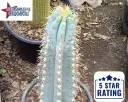 Brazilian Cactus - Blue Torch Glaucescens - Pilosocereus Pachycladus Azureus