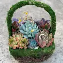 Succulent Basket | Mix Of Beautiful Succulent - Rare Plant [Without Basket]
