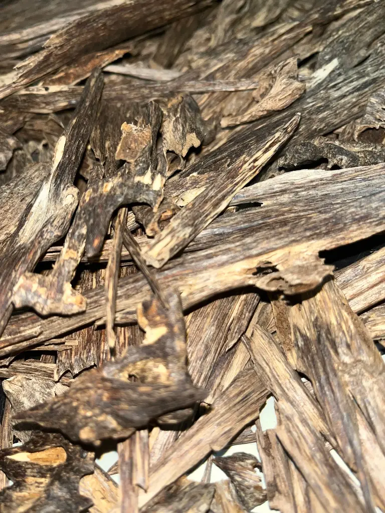 Panisagar Tripura Premium Wild Agarwood Heartwood Chips – Ultra-Rare Triple+ Grade, 100+ Year-Old Single Tree Harvest