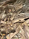 Panisagar Tripura Premium Wild Agarwood Heartwood Chips – Ultra-Rare Triple+ Grade, 100+ Year-Old Single Tree Harvest